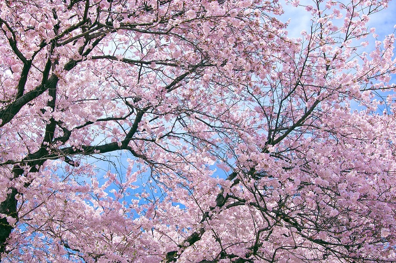 桜