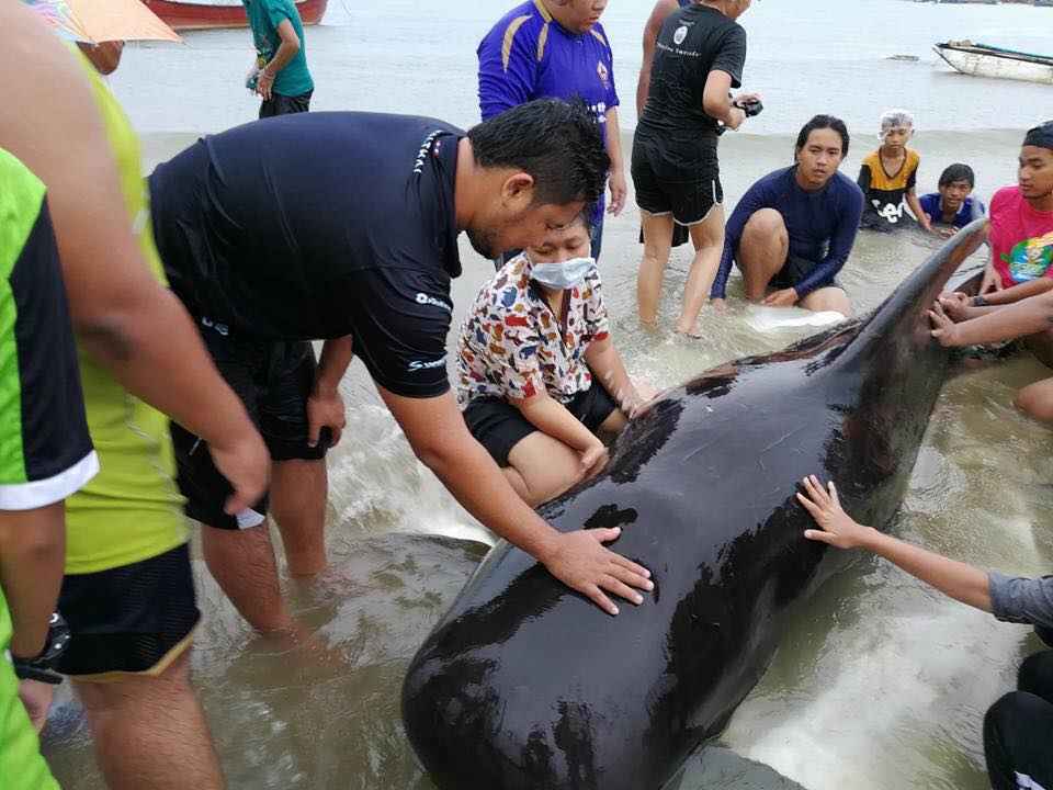 タイ南部に流れ着いたゴンドウクジラを救出する人びと