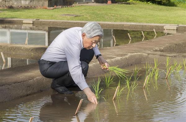 平成の天皇 お田植え