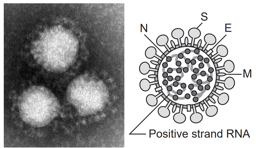 左：コロナウイルス　右：リボ核酸ウイルス