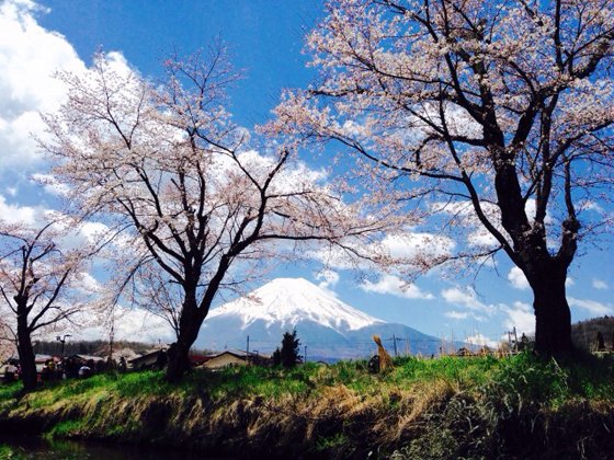 富士と桜