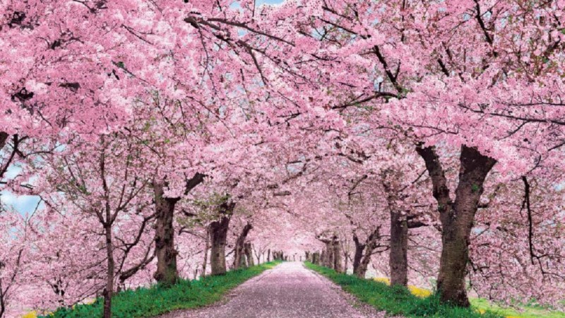 桜道