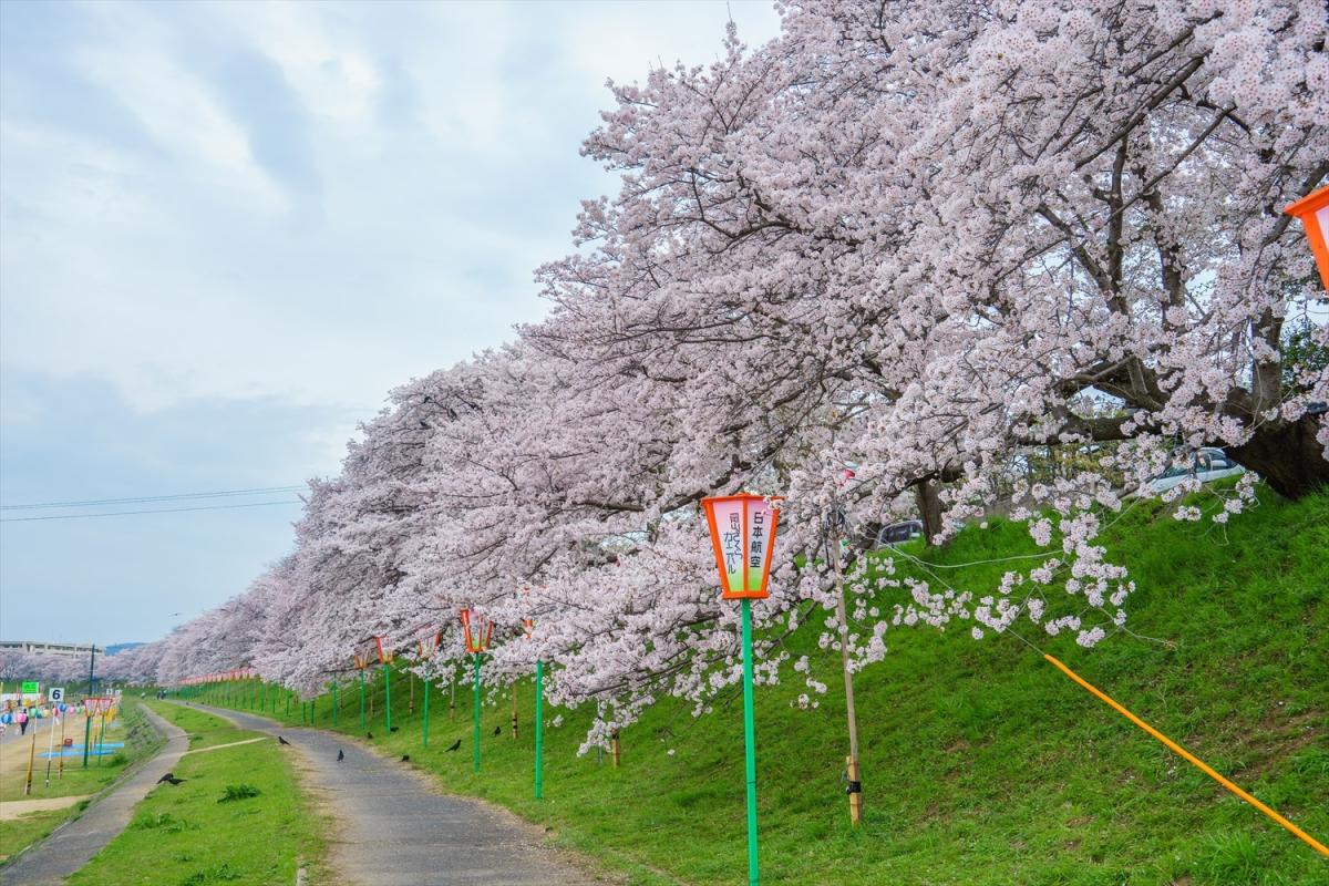 旭川の土手桜