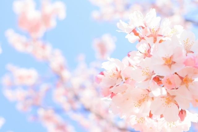 見事な桜
