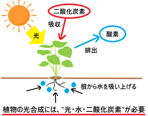 植物の光合成には、“光・水・二酸化炭素”が必要