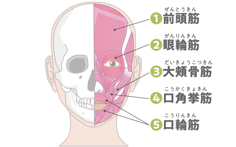 眼輪筋