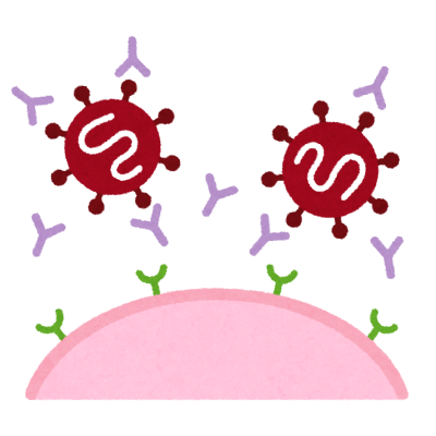 コロナウイルスと抗体