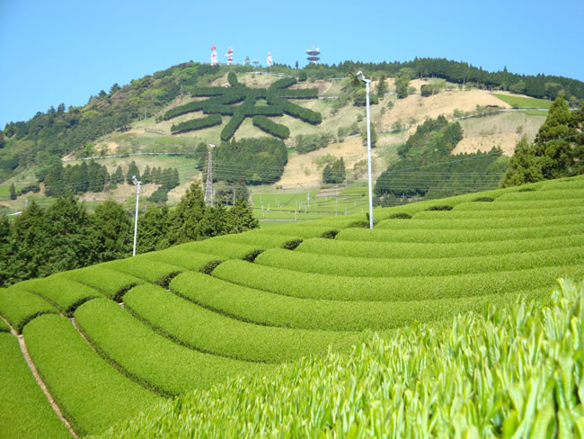 粟が岳の茶畑（掛川市）