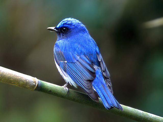 青い鳥「オオルリ」