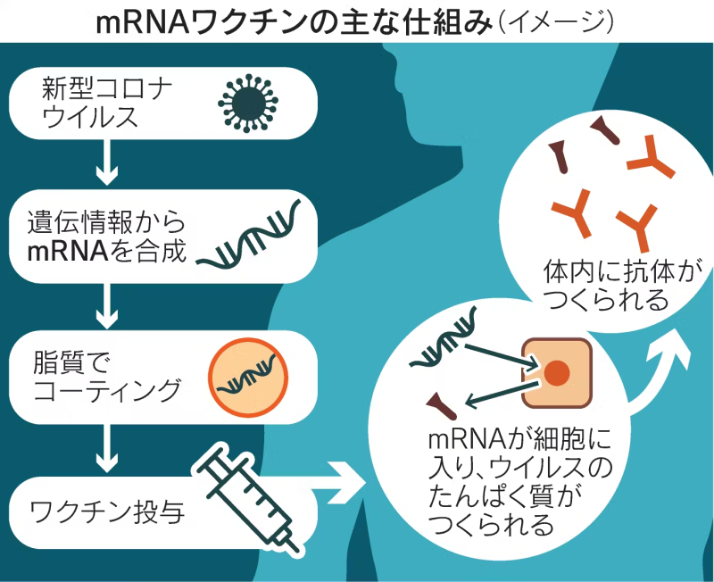 mRNAワクチンの主な仕組み